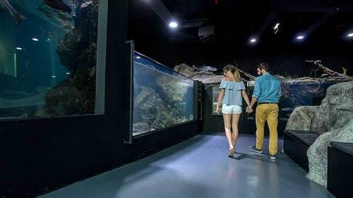 Aquatika slatkovodni akvarij – Zavirite u čudesan riječni svijet, Karlovac, Hrvatska – 48 HRK – 1x ulaznica za slatkovodni akvarij za 1 odraslu osobu, Besplatan Wi-Fi