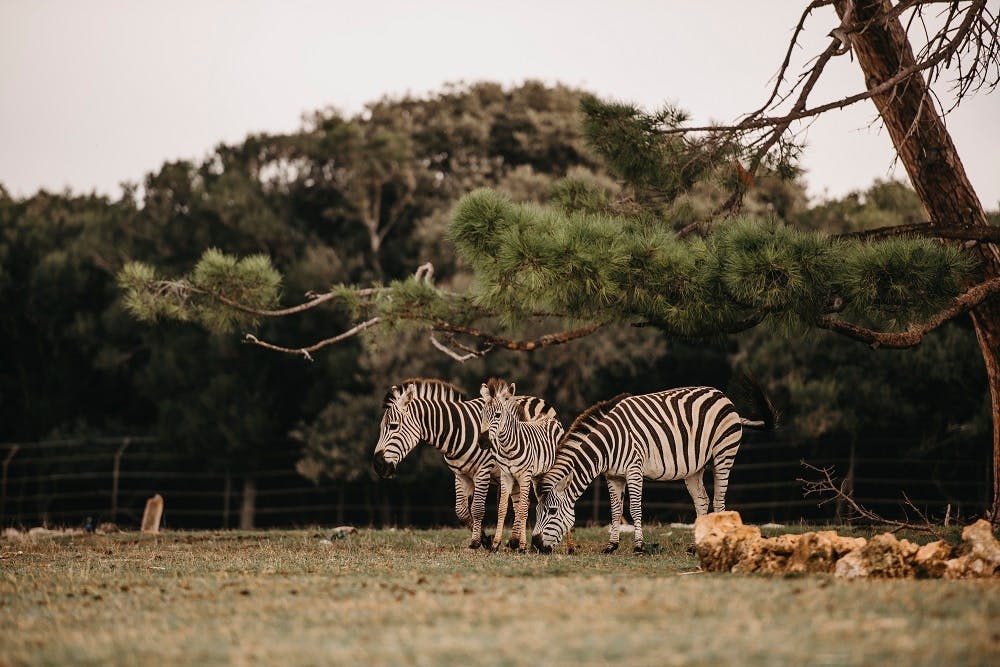 Hotel Istra - Aktivni proljetni paket doživljaja na Brijunima