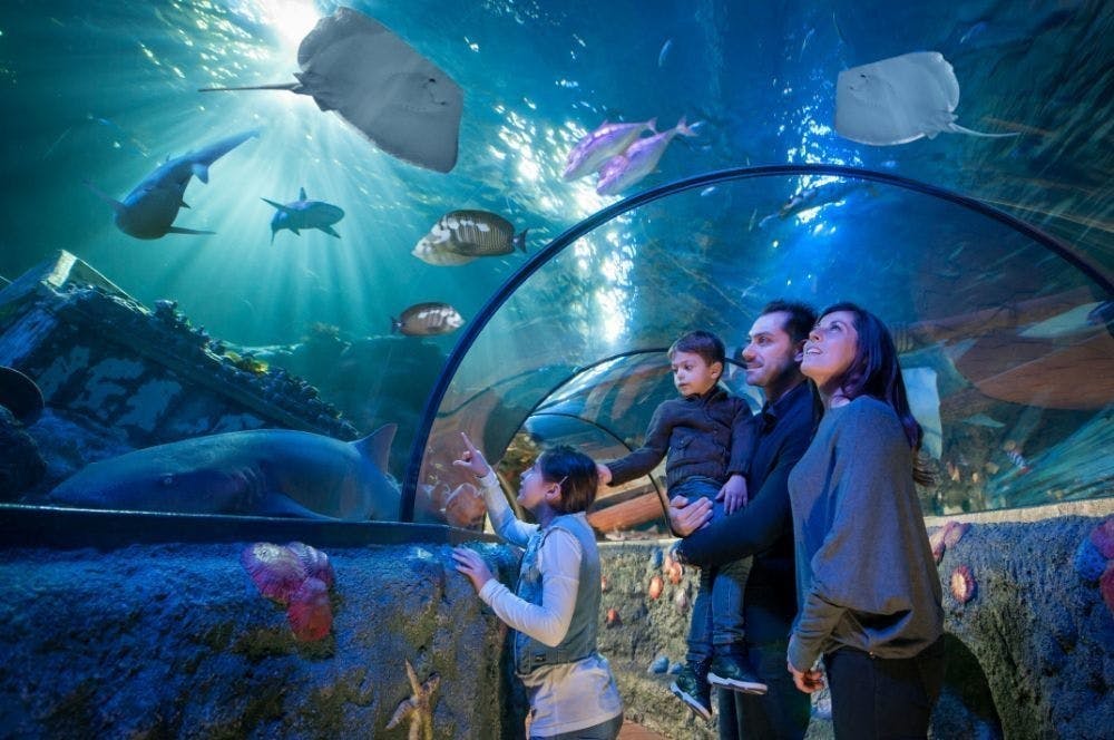 Gardaland Park - Sea life Aquarium , Castelnuovo del Garda, Italija - 9 EUR - 1x ulaznica Sea life Aquarium za osobe iznad 90 cm, Besplatan ulaz za djecu manju od 90 cm